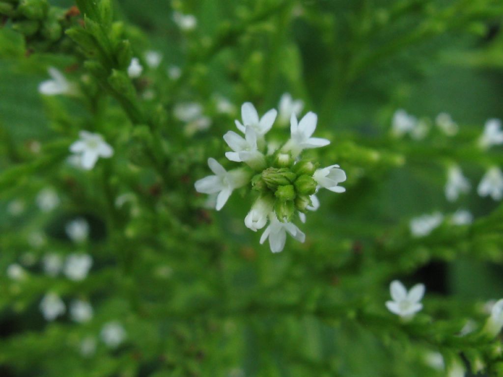 Verbena officinalis