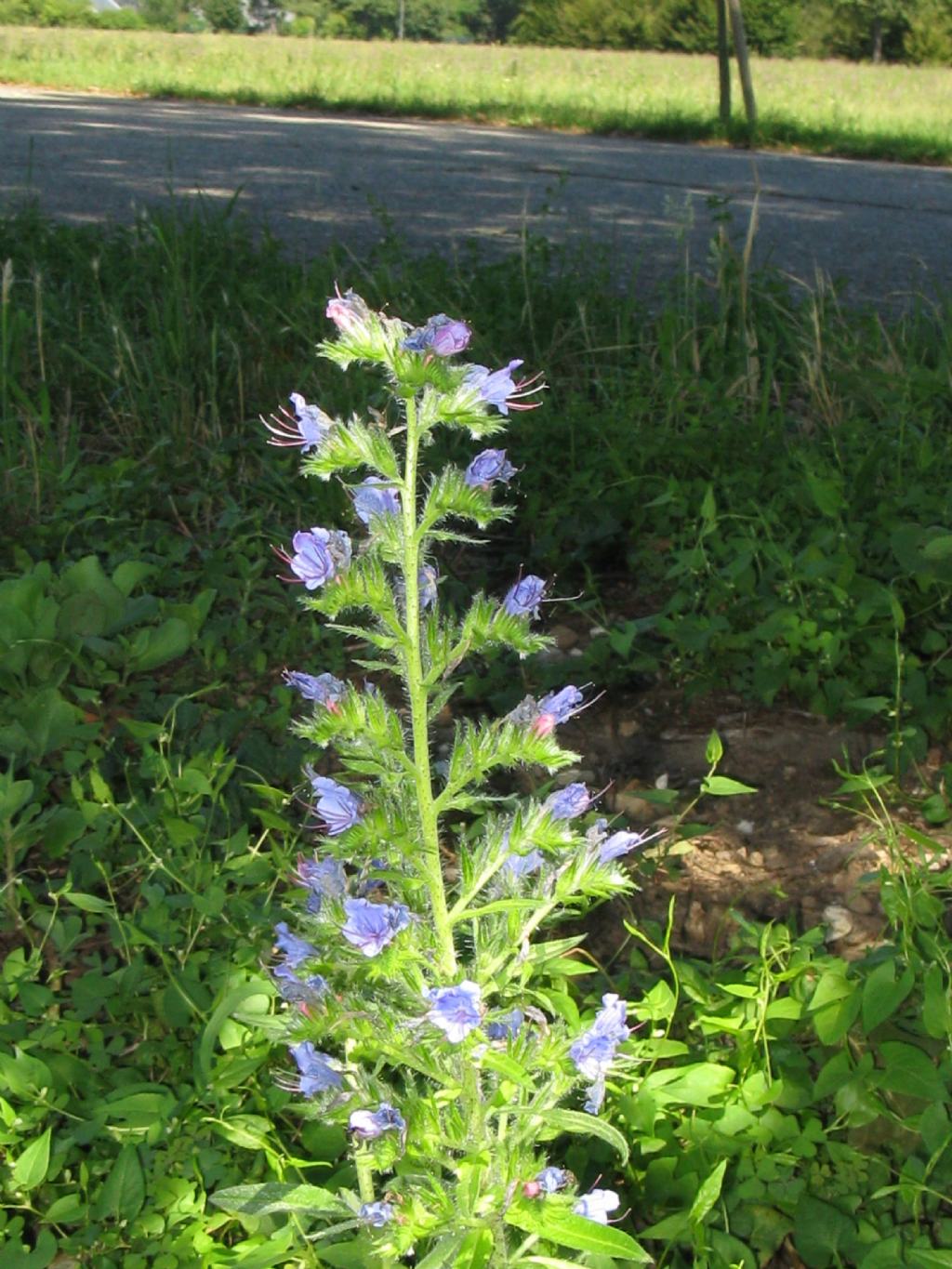 Echium vulgare