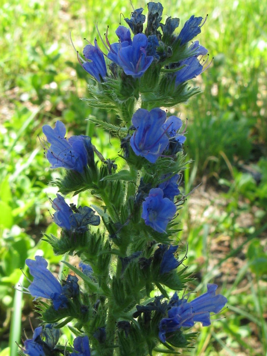 Echium vulgare
