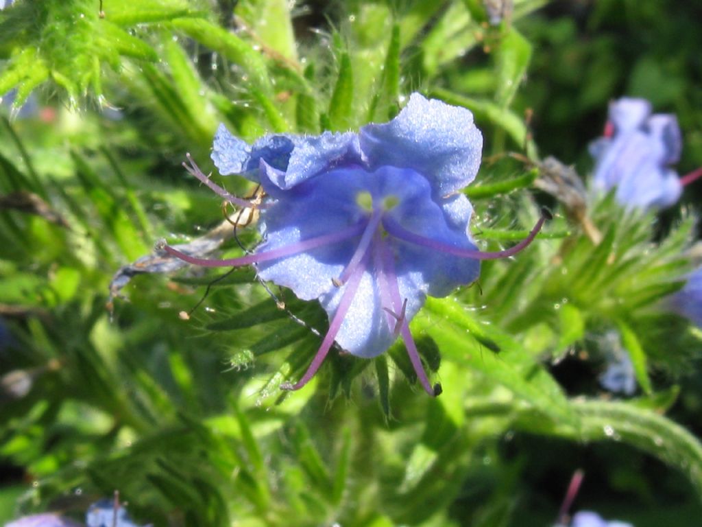 Echium vulgare
