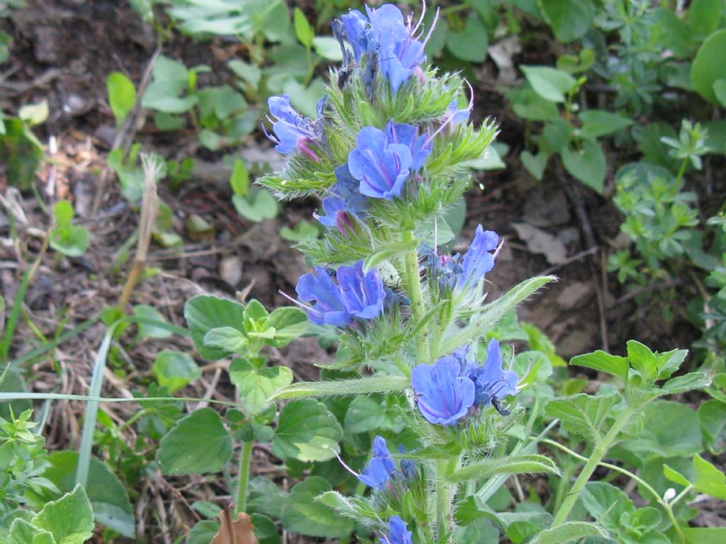 Echium vulgare