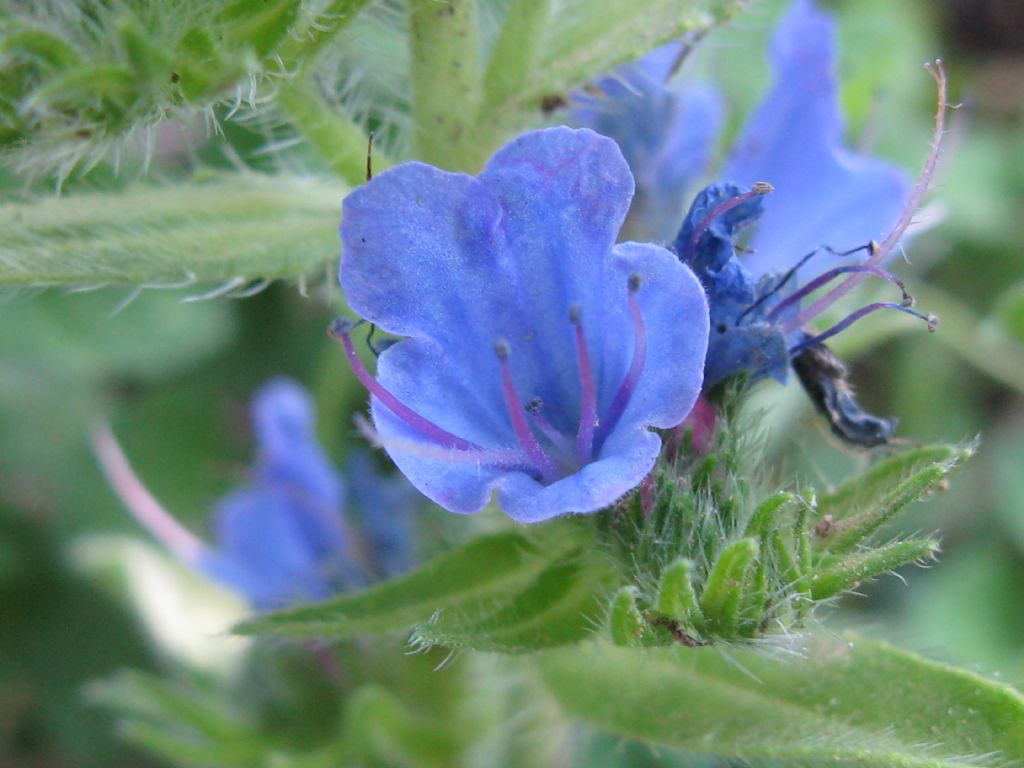 Echium vulgare