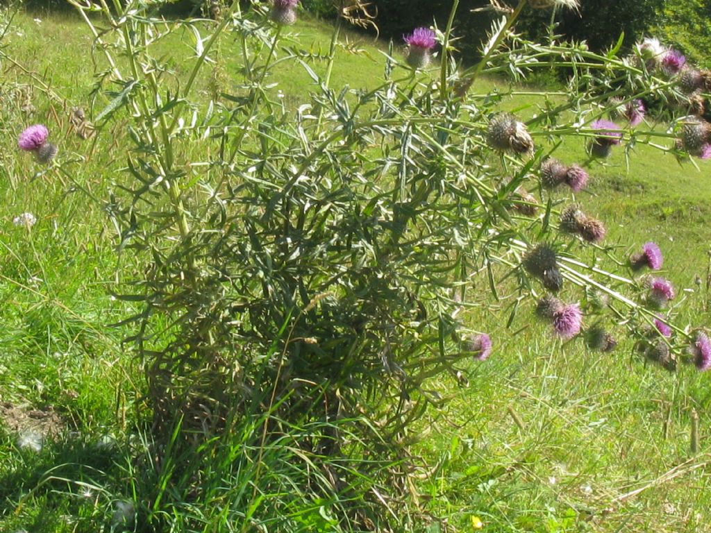 Cirsium eriophorum?
