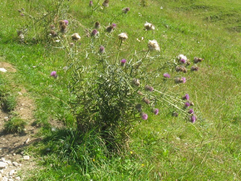 Cirsium eriophorum?