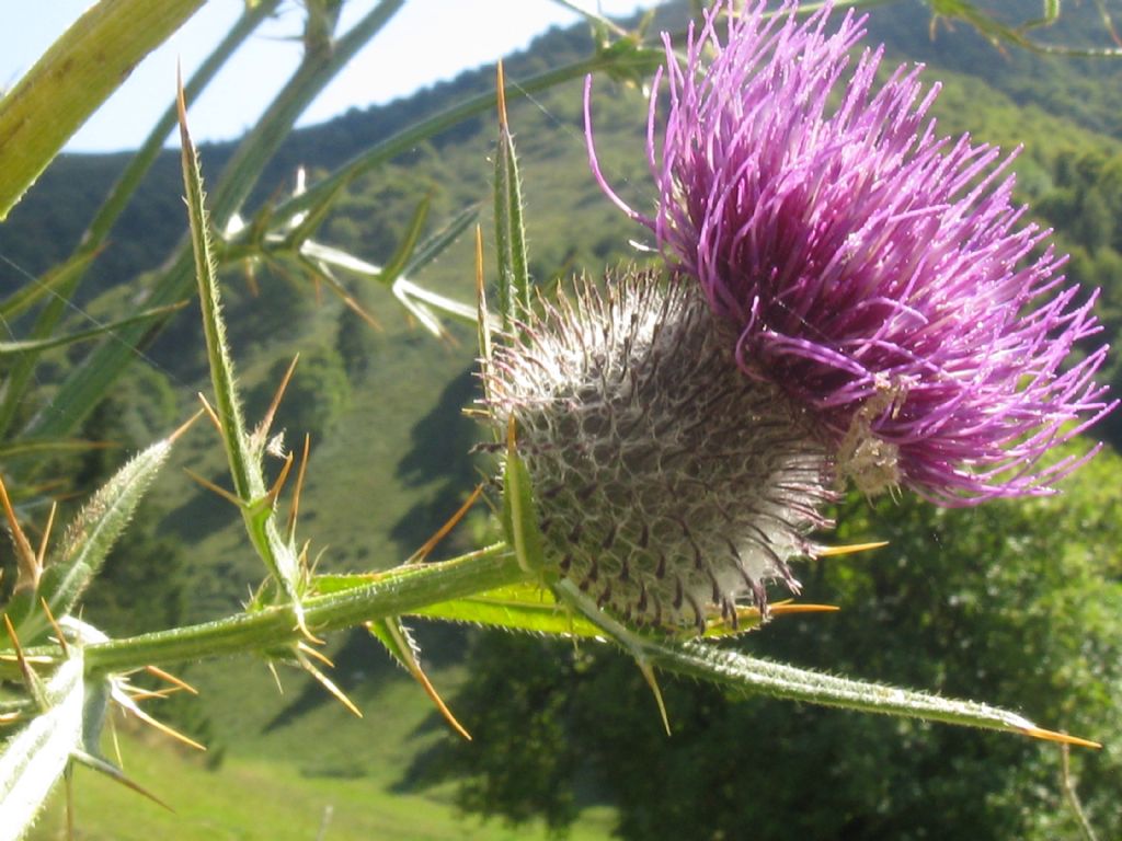 Cirsium eriophorum?