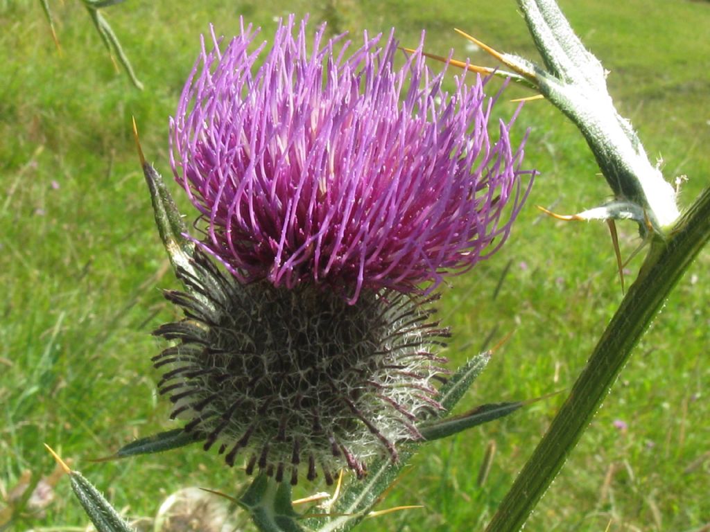 Cirsium eriophorum?