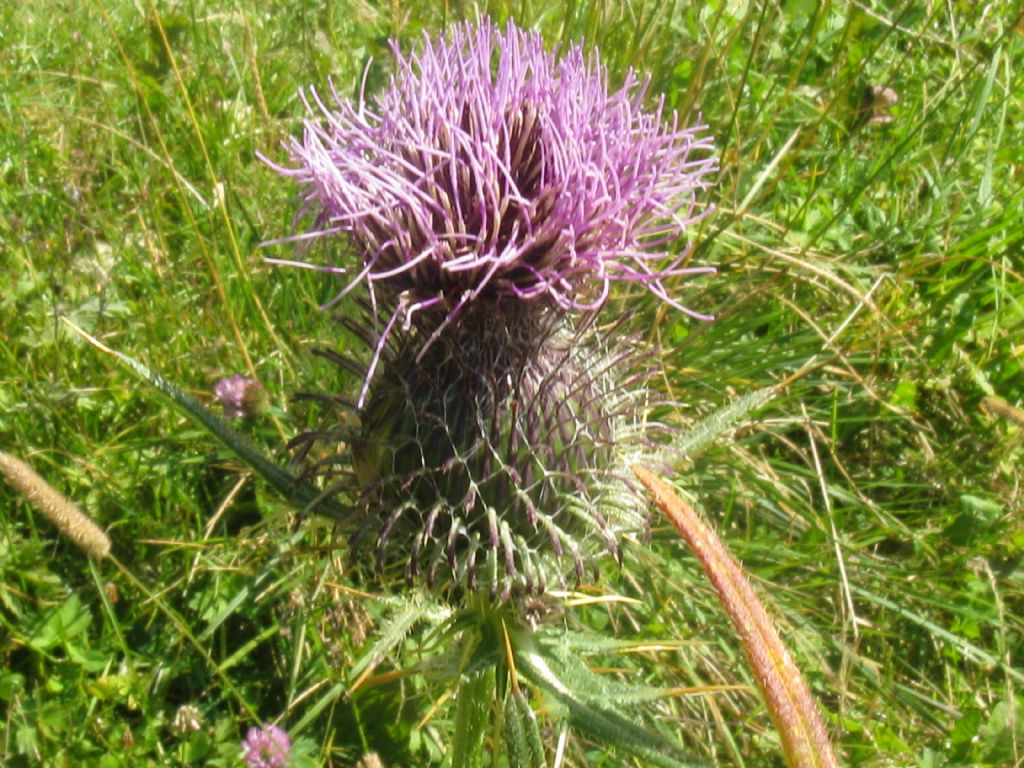 Cirsium eriophorum?
