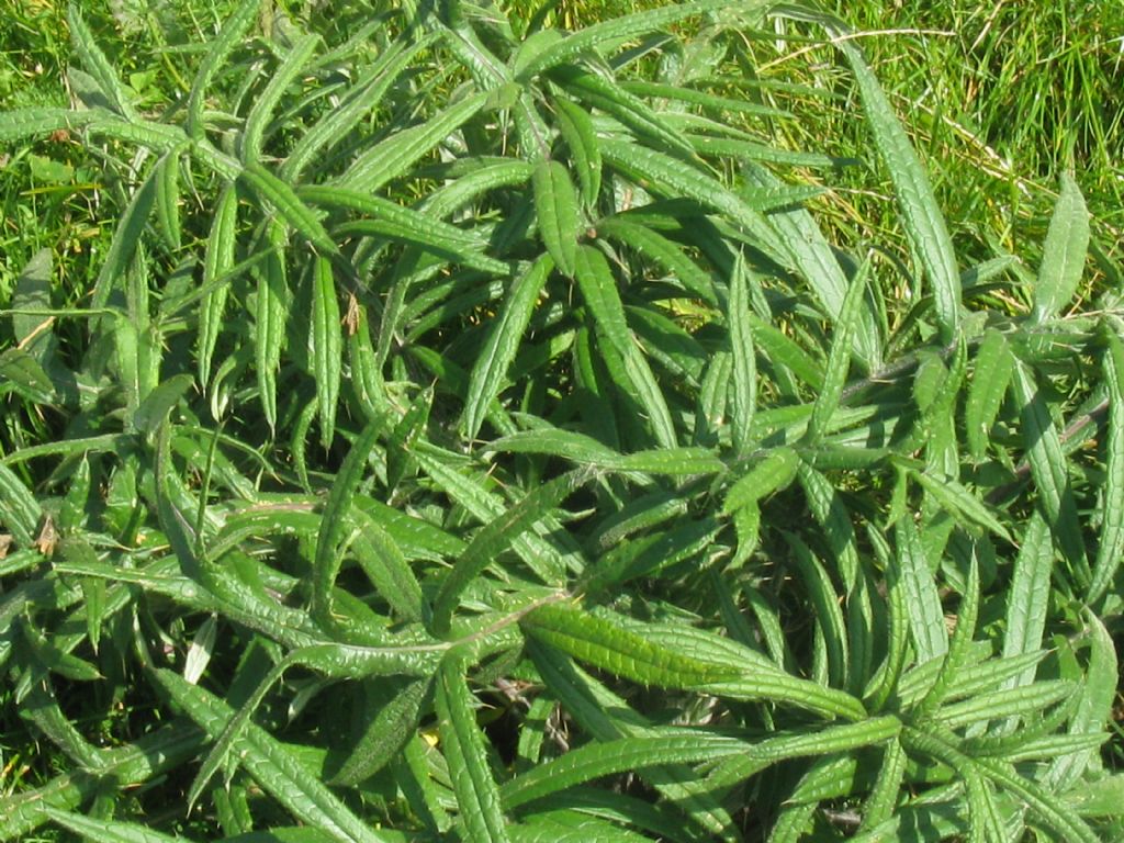 Cirsium eriophorum?