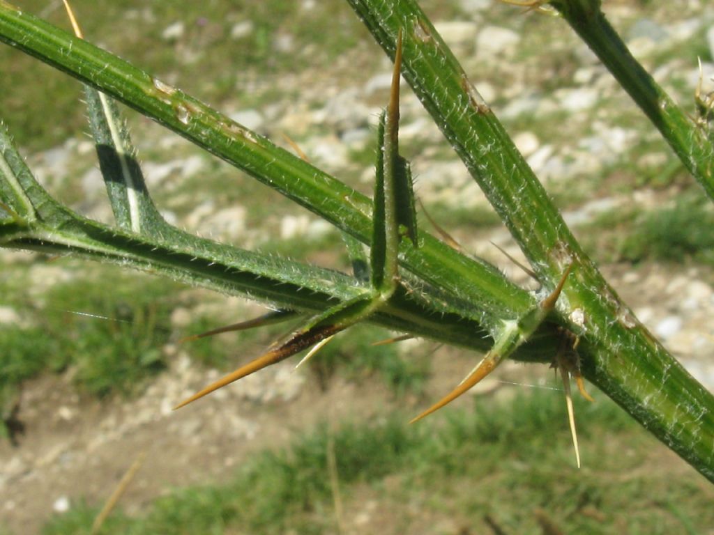 Cirsium eriophorum?