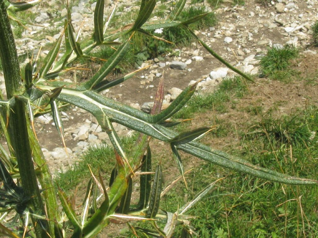 Cirsium eriophorum?