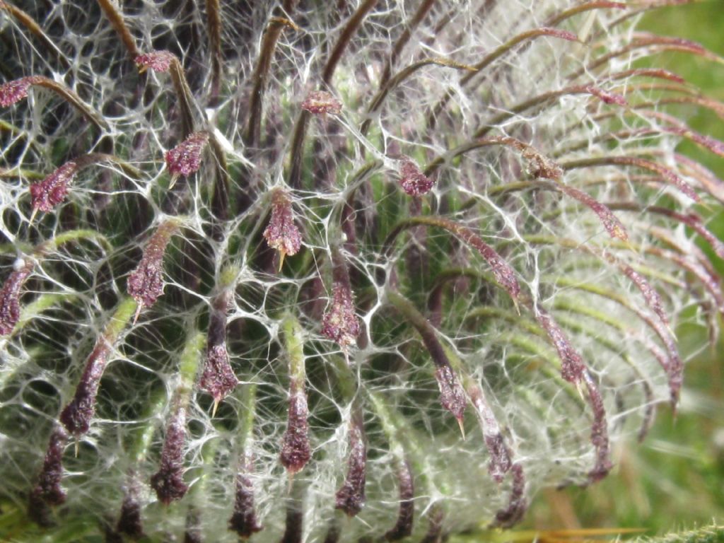 Cirsium eriophorum?