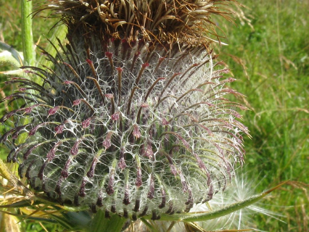 Cirsium eriophorum?