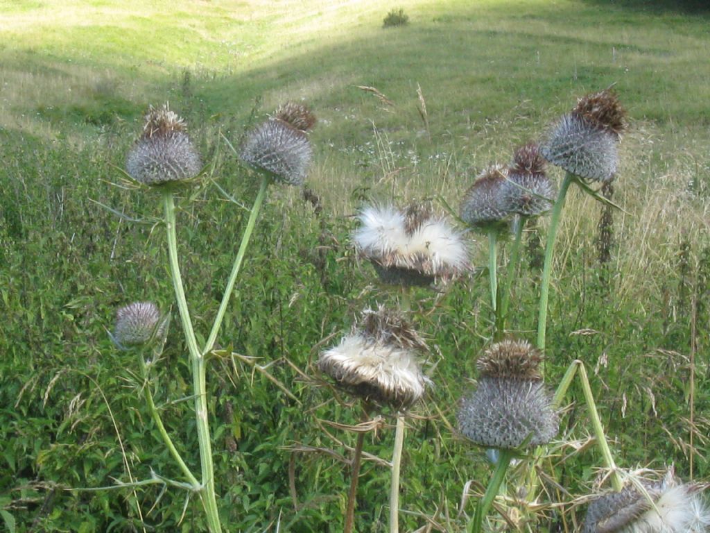 Cirsium eriophorum?
