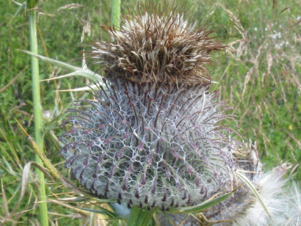 Cirsium eriophorum?