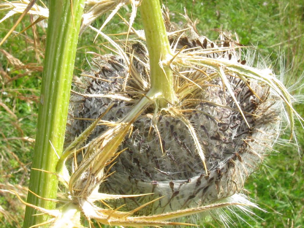 Cirsium eriophorum?