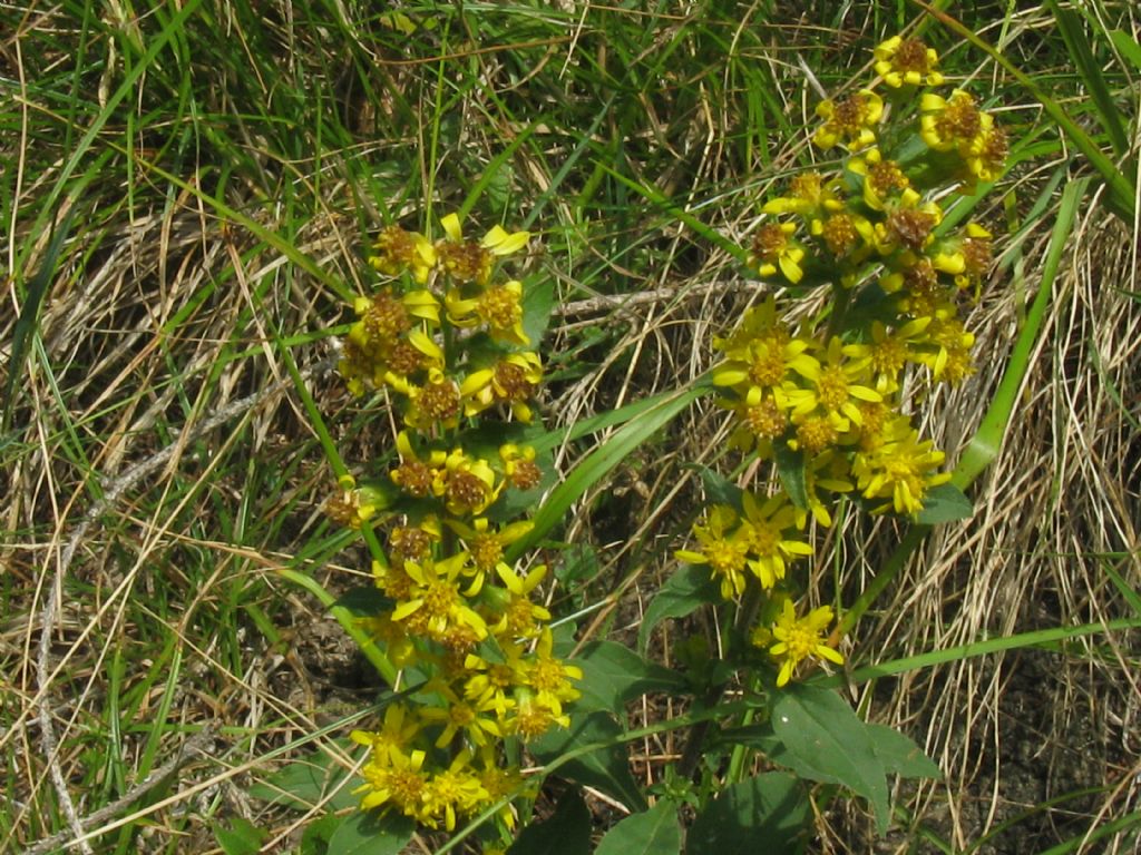 Solidago virgaurea