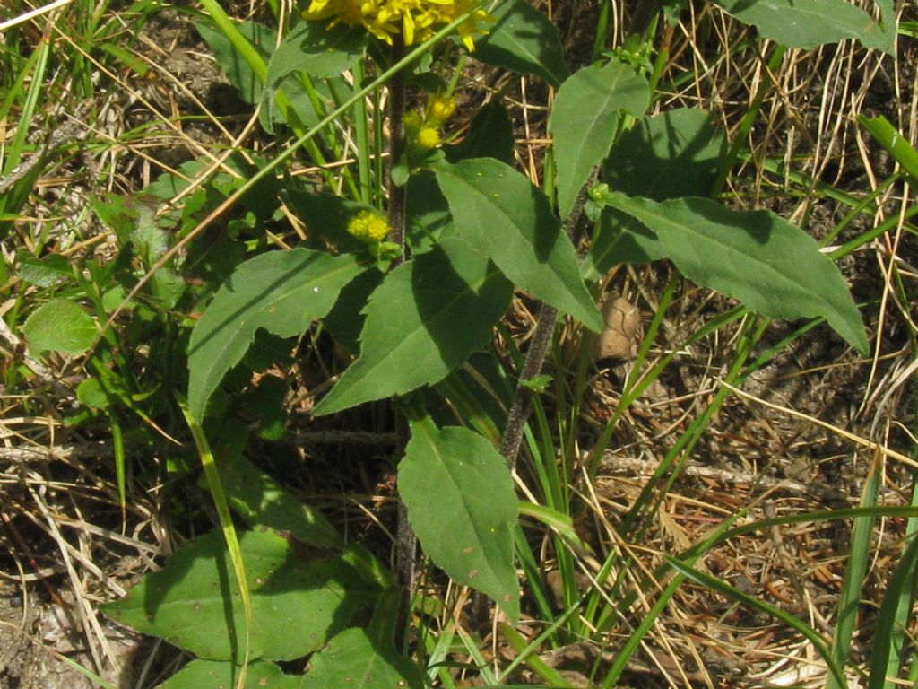 Solidago virgaurea