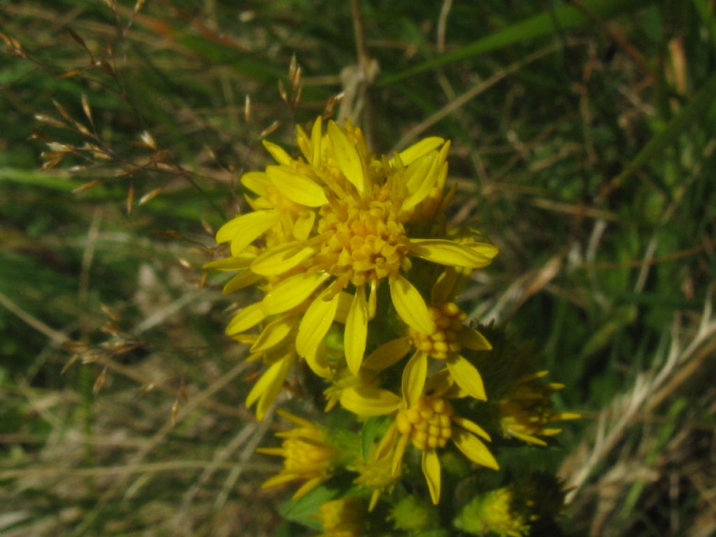 Solidago virgaurea