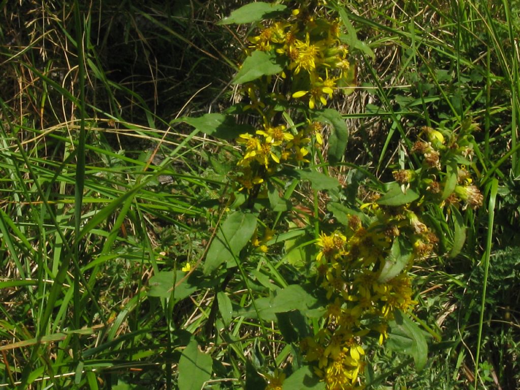 Solidago virgaurea