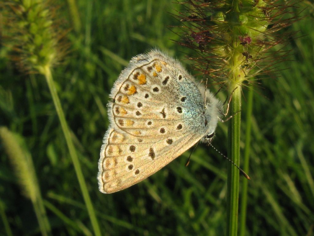 Polyommatus icarus femmina?