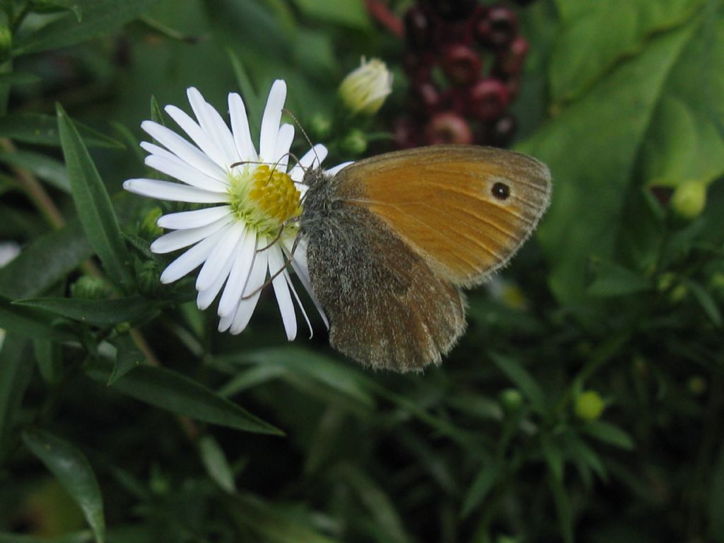 Coenonympha pamphilus, Nymphalidae