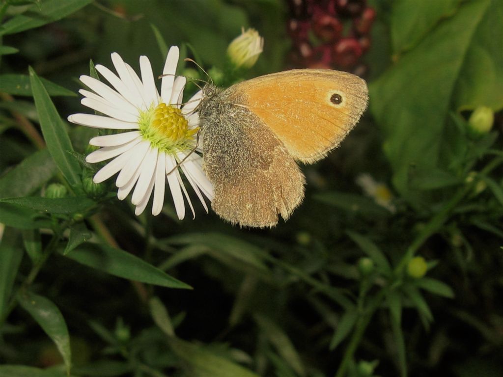 Coenonympha pamphilus, Nymphalidae