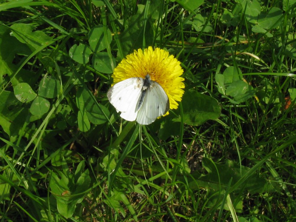 Pieris napi, Pieridae