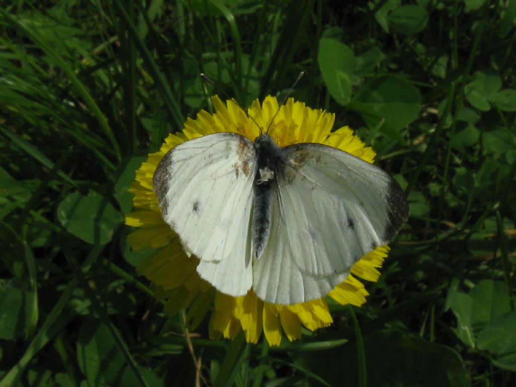 Pieris napi, Pieridae