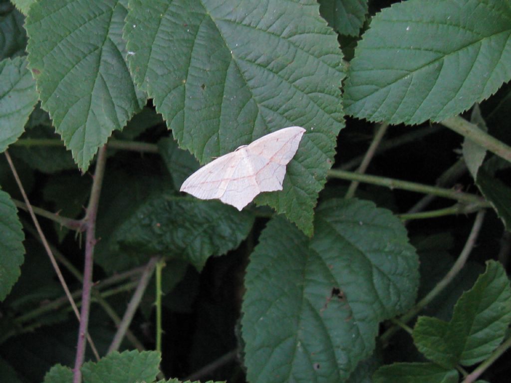 Timandra comae, Geometridae
