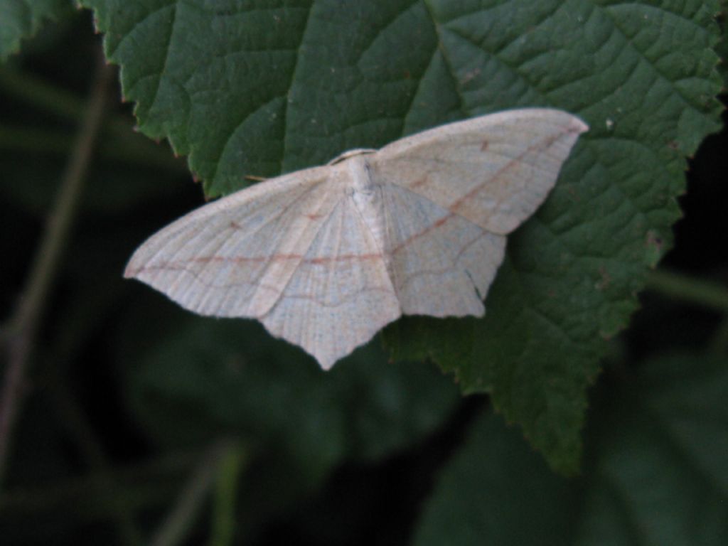 Timandra comae, Geometridae