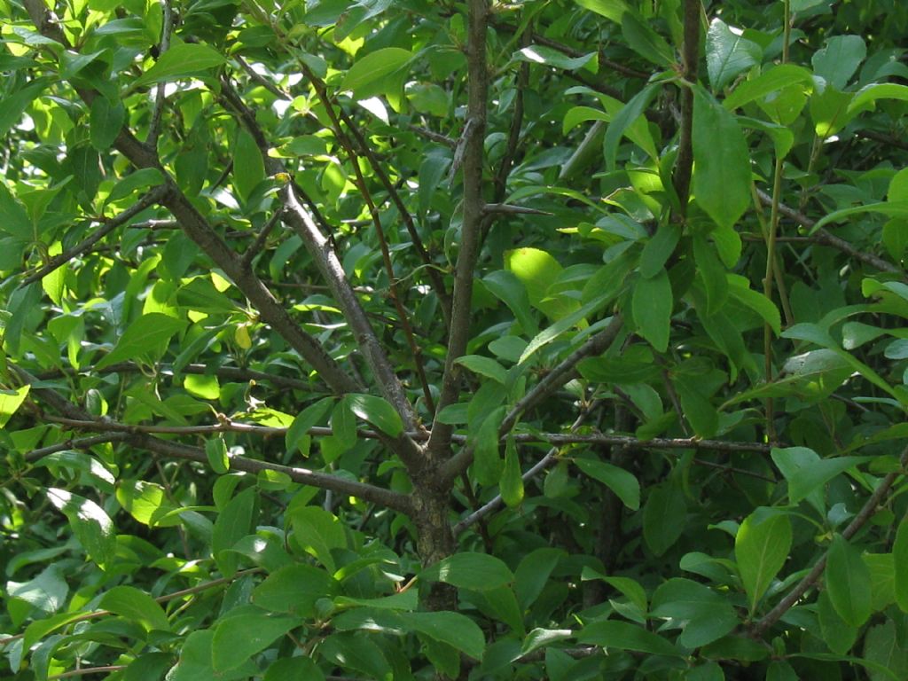 Prunus spinosa