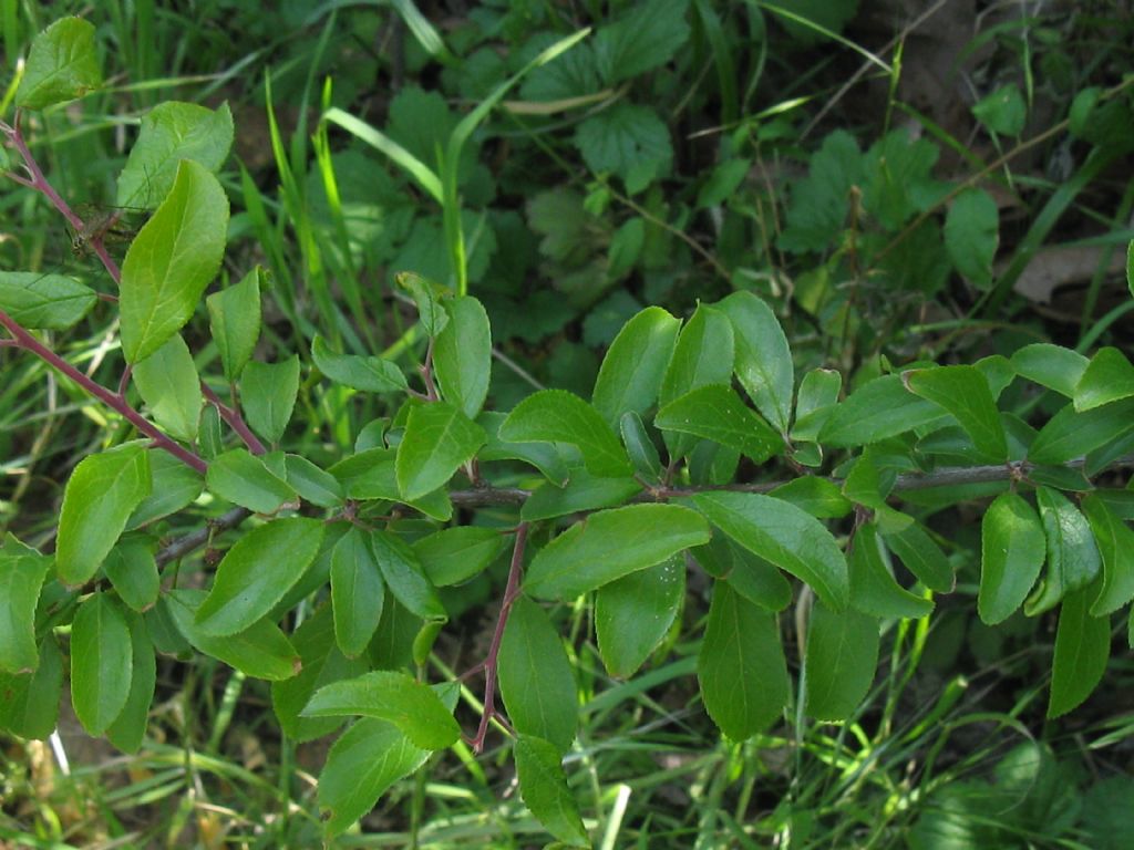 Prunus spinosa