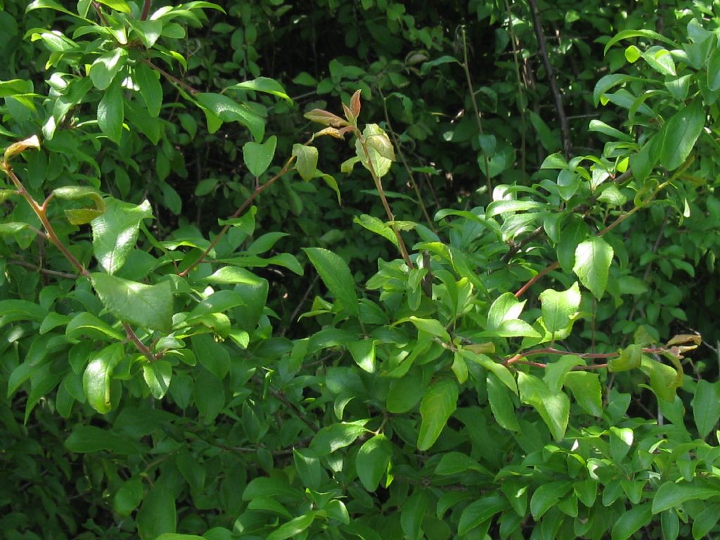 Prunus spinosa