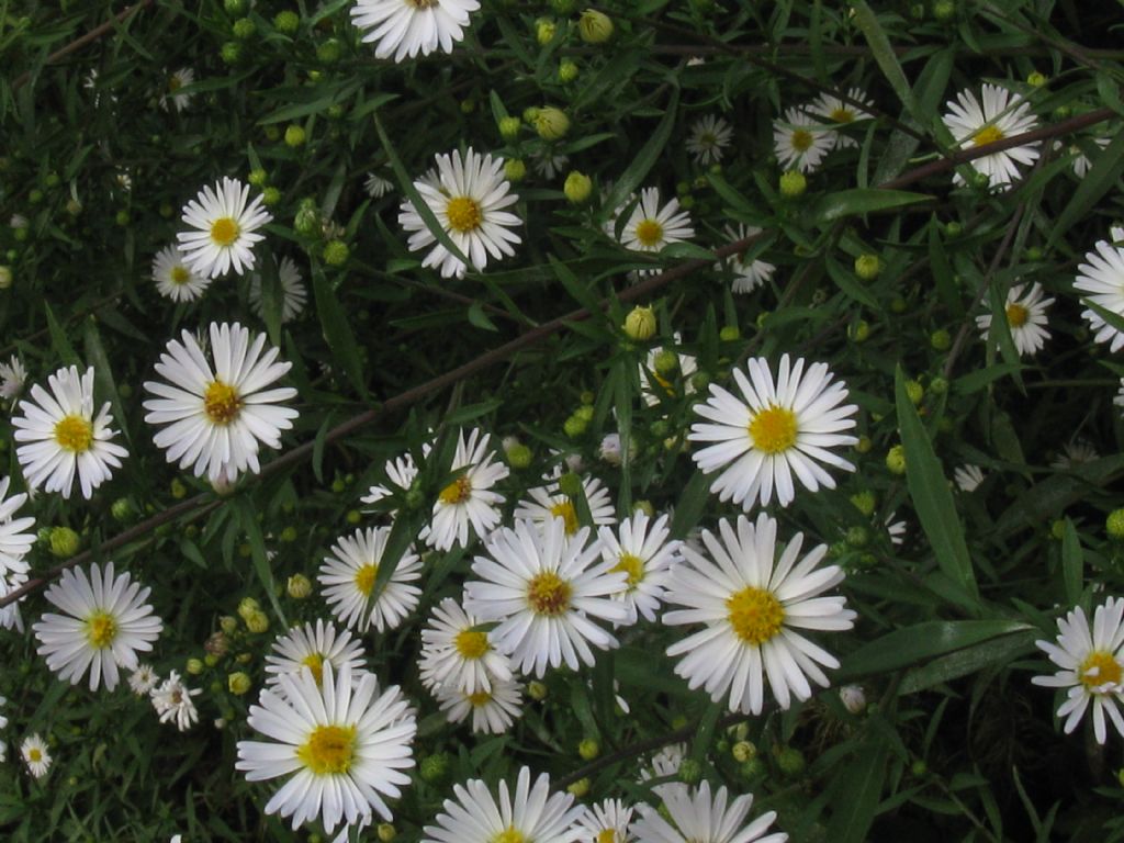 Symphiotrychum?...  Symphyotrichum lanceolatum da confermare