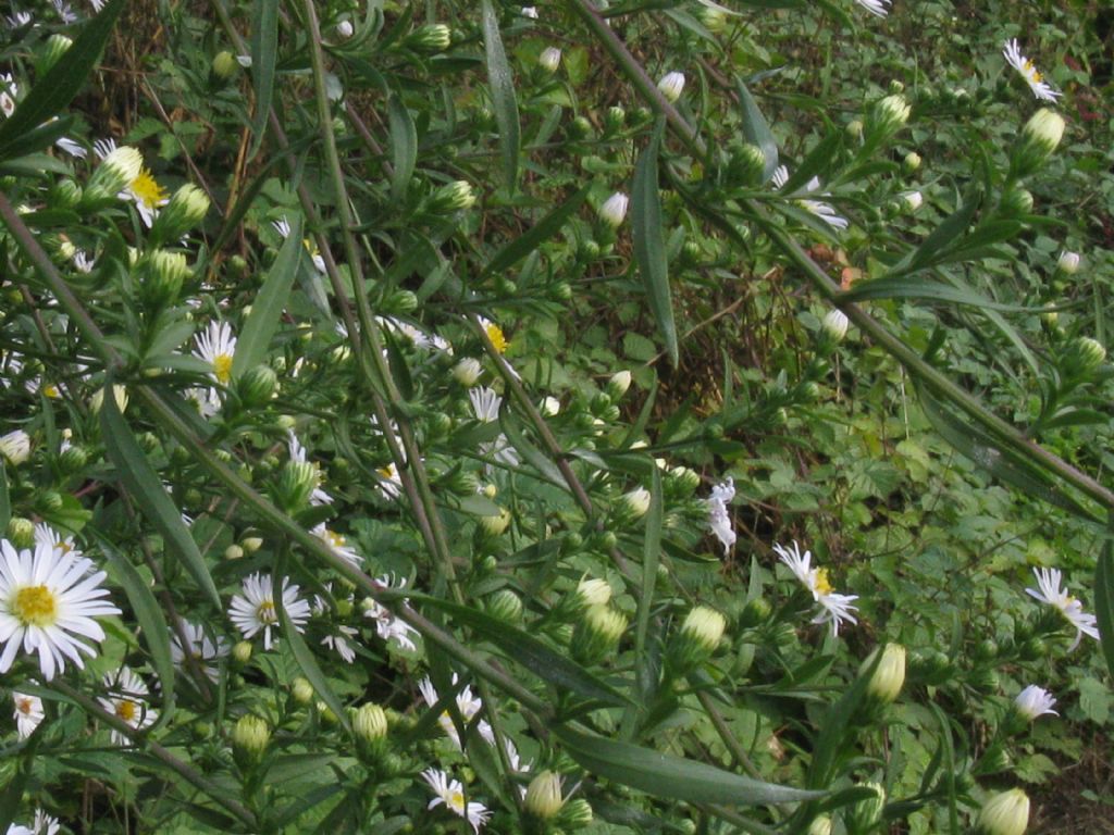 Symphiotrychum?...  Symphyotrichum lanceolatum da confermare