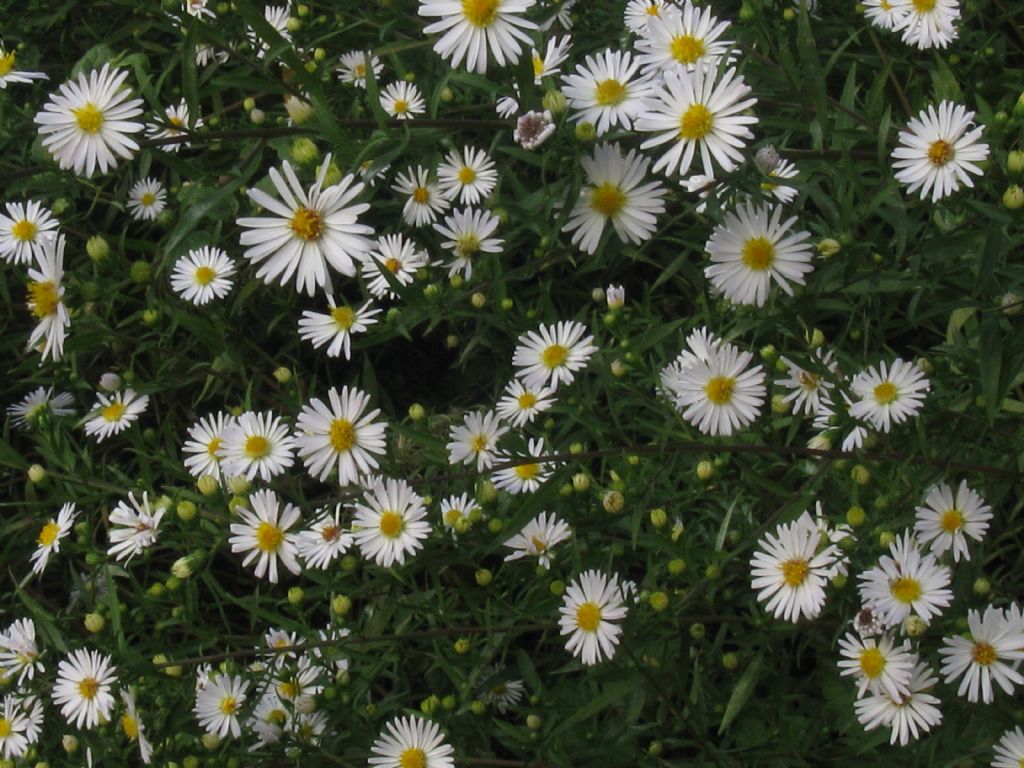 Symphiotrychum?...  Symphyotrichum lanceolatum da confermare