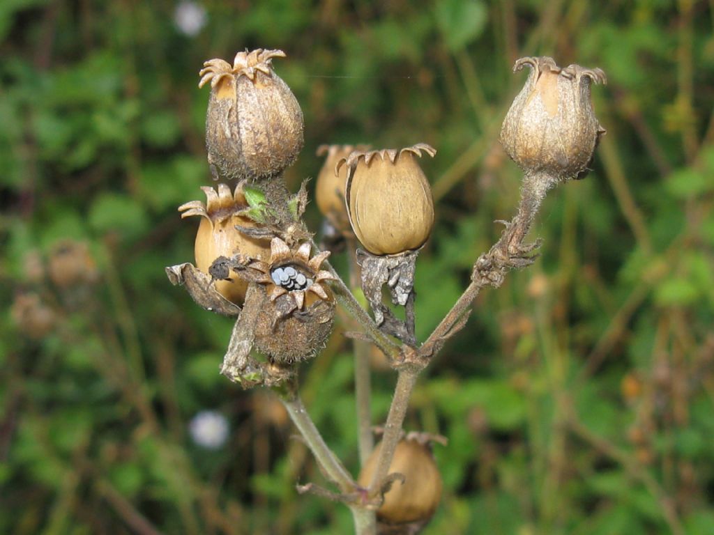 Capsule seminifere di quale Silene?