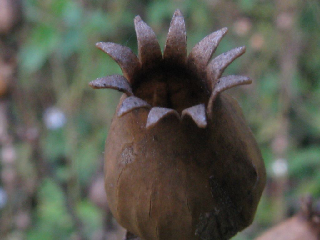 Capsule seminifere di quale Silene?