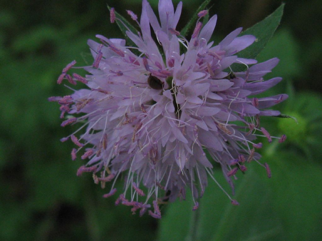 Knautia dipsacifolia?