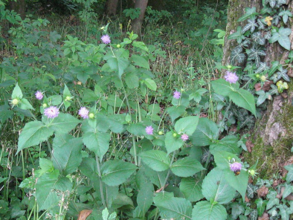 Knautia dipsacifolia?