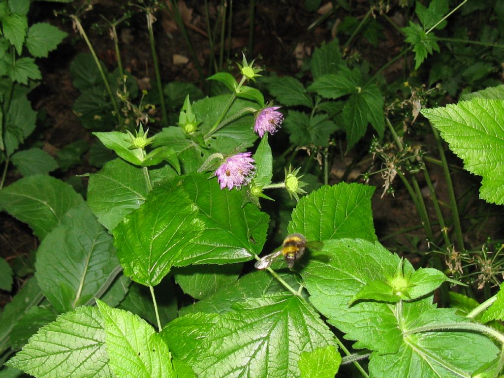 Knautia dipsacifolia?