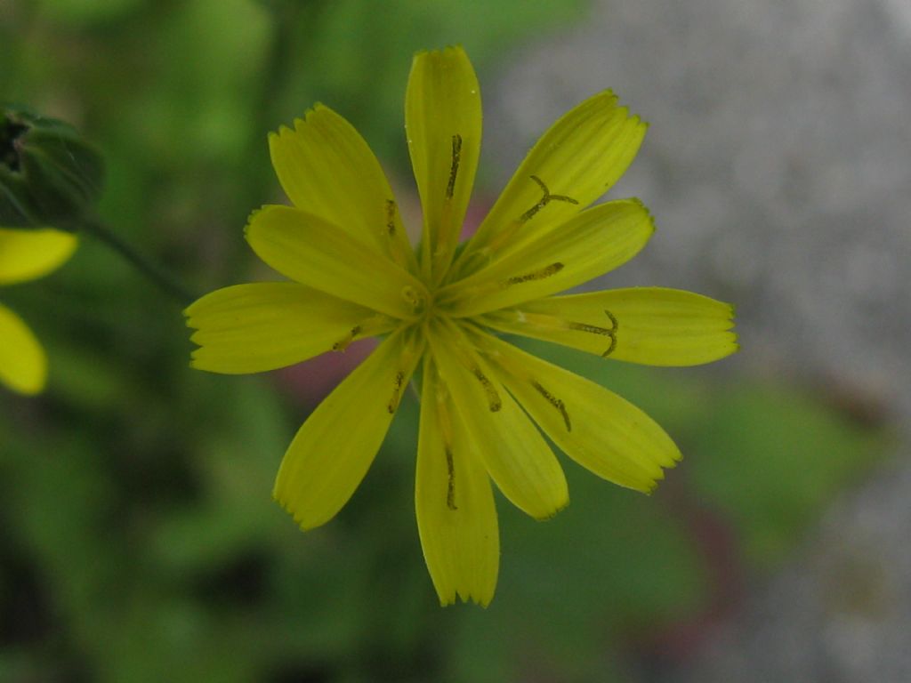 Lapsana communis