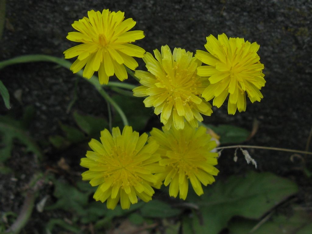 Crepis?  Hypochaeris radicata e Crepis sp.