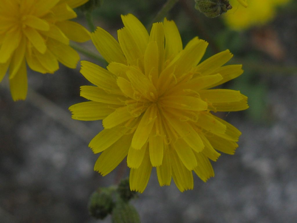 Crepis?  Hypochaeris radicata e Crepis sp.