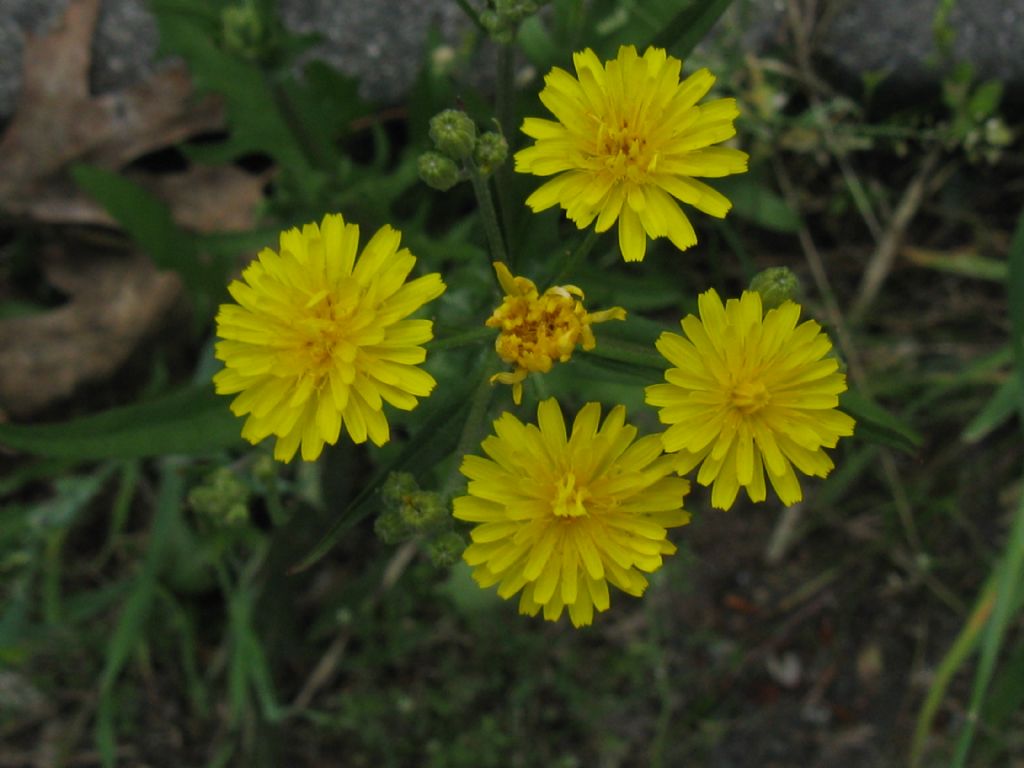 Crepis?  Hypochaeris radicata e Crepis sp.