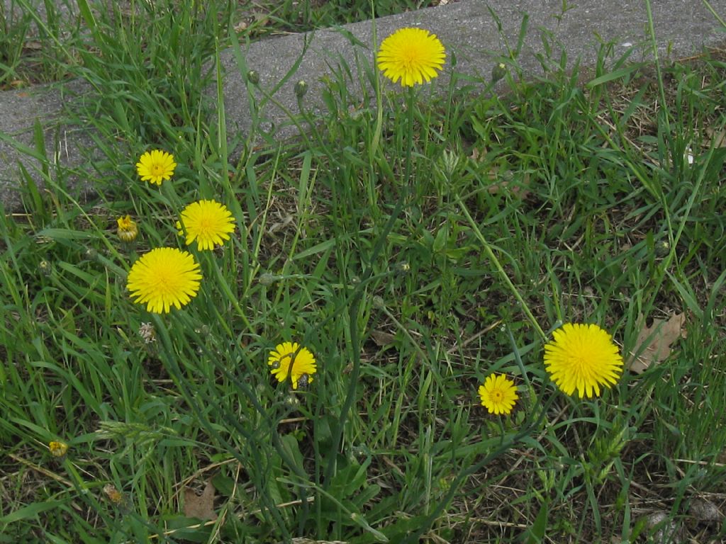 Crepis?  Hypochaeris radicata e Crepis sp.