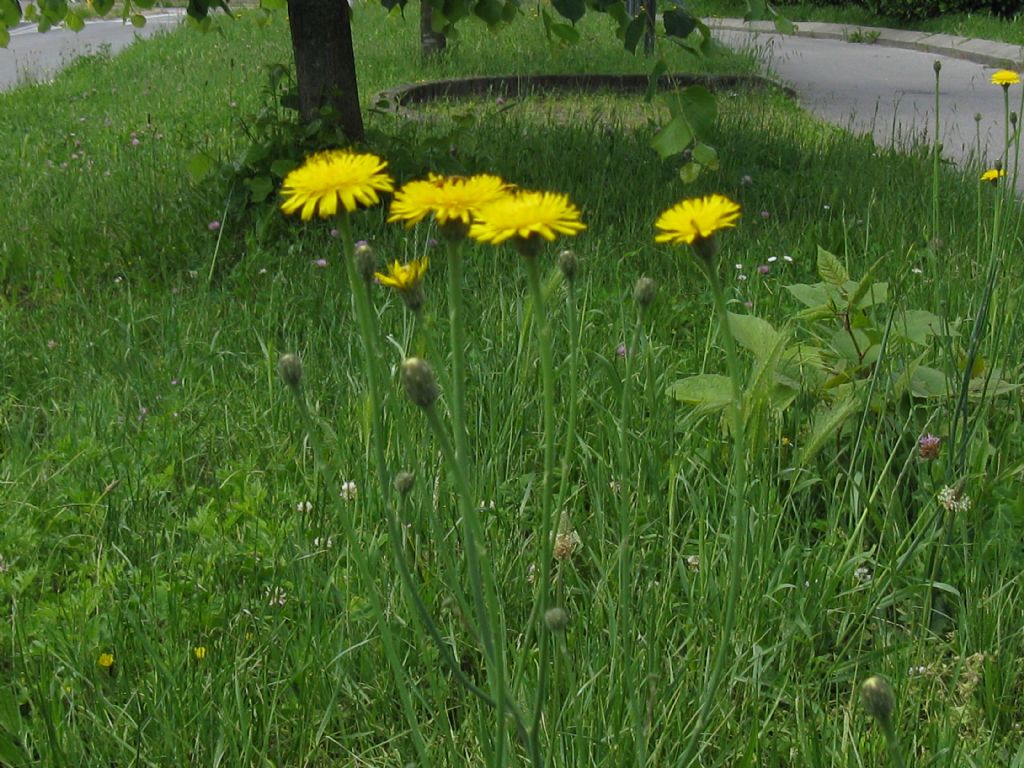 Crepis?  Hypochaeris radicata e Crepis sp.