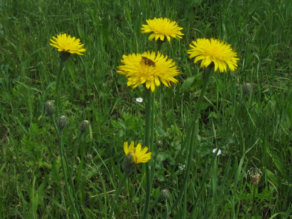 Crepis?  Hypochaeris radicata e Crepis sp.