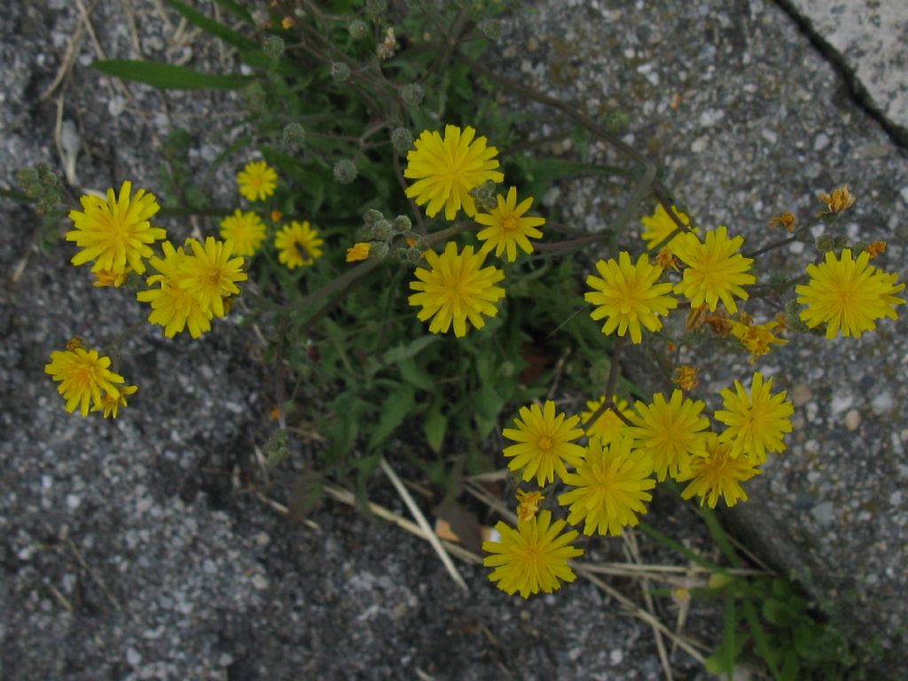 Crepis?  Hypochaeris radicata e Crepis sp.
