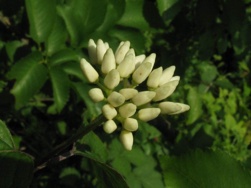 Cornus sanguinea